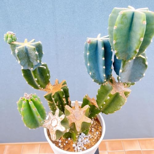 柱サボテン 鬼面角」の人気商品一覧 | 安い商品を通販サイトから探す